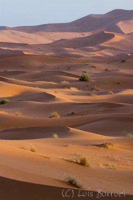 Erg Chebbi