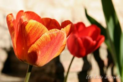 corres_tulipanes3.jpg