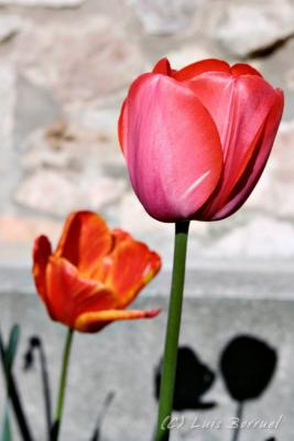 corres_tulipanes4.jpg