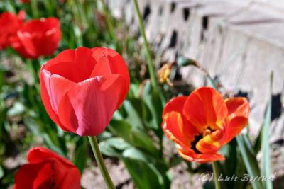 corres_tulipanes5.jpg