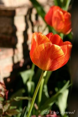 corres_tulipanes6.jpg