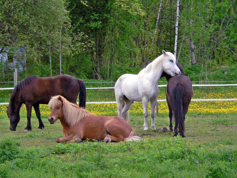 The family