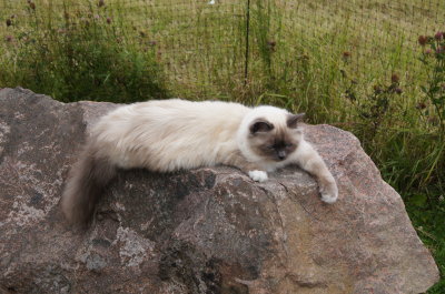 resting on a rock