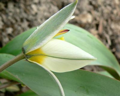 Tulipa turkestanica