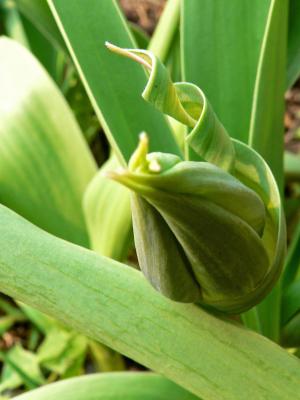 Tulip in bud