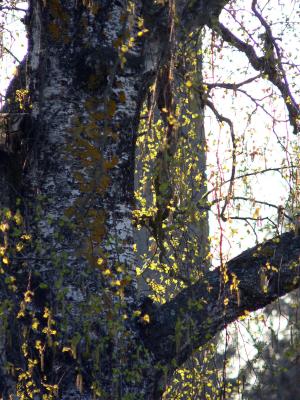 Birch in early may II