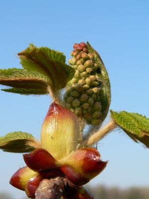 Chestnut tree