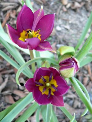 Botanisk tulpan