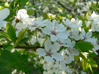Blommor p plommontrdet