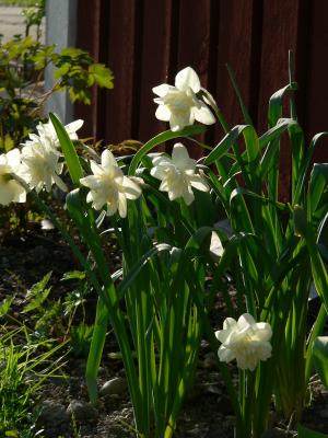Narcisser White lion