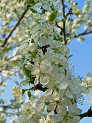 Plommonblom