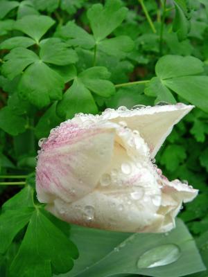 Tulip with blushing petals