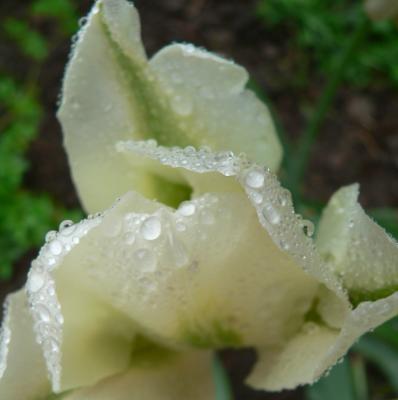 Tulip