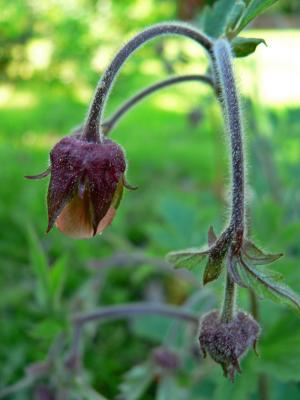 Humleblomster