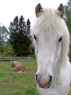 The white stallion