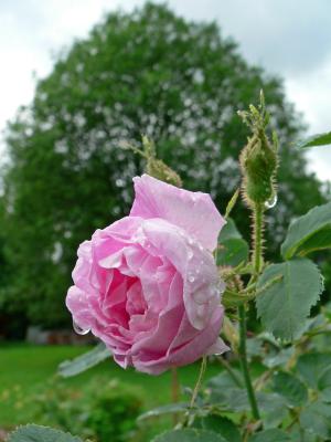 Hurdalsrosen