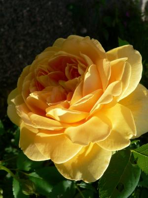 Roses 2006