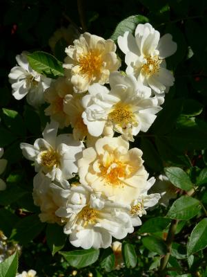Rosa helenae 'Hybrida'