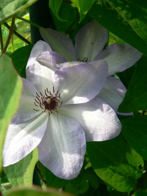 Clematis 'Ivan Olsson'