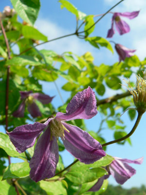 Clematis 'Mrs Tage Lundell'