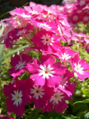 Phlox