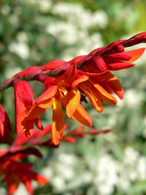 Montbretia