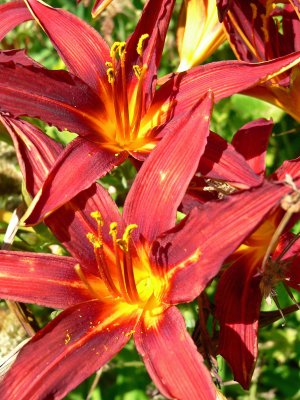 Daylilies