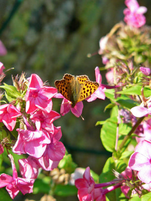 Phlox with a butterfly