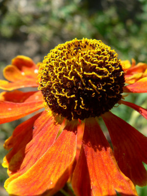 Helenium