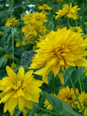 Rudbeckia