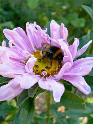 Aster