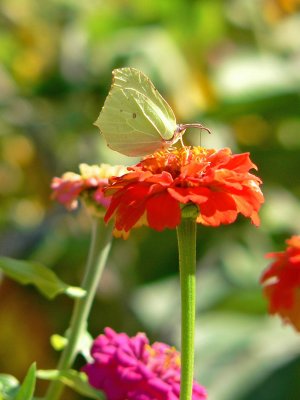 Zinnia and butterfly