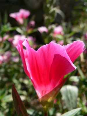 Atlasblomma