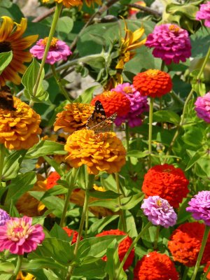 Find the butterfly...