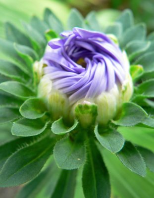 Aster