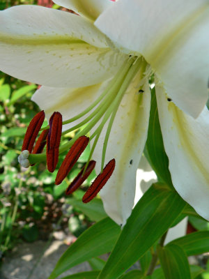 Oriental lily