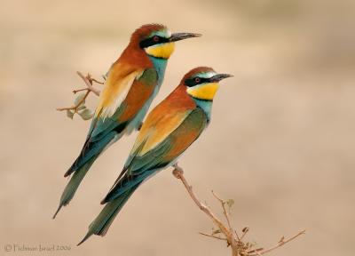 Bee Eaters.