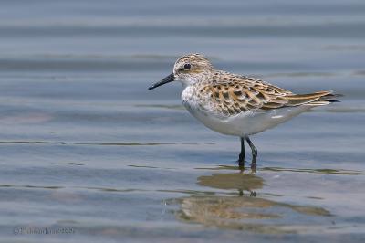 Little Stint /  