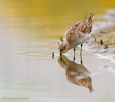 Little Stint /  