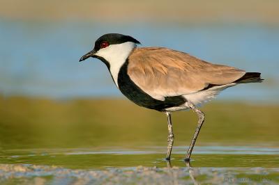 Spur-winged Lapwing.