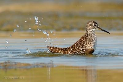 Wood sandpiper.