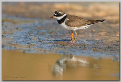 Common Ringed Plover.