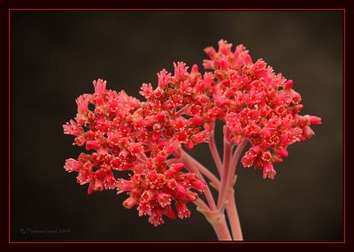 Crassula falcata