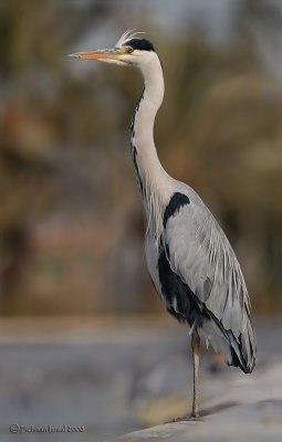 Grey Heron.