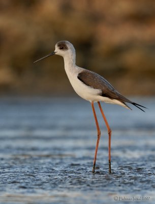 Black-winged stilt.