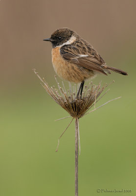 Stonechat.