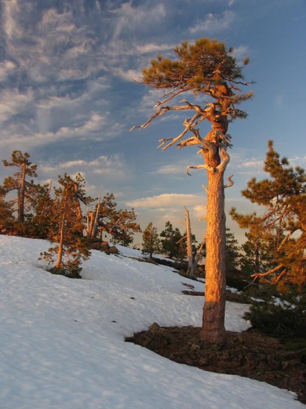 Ancient weathered Jeffrey pine