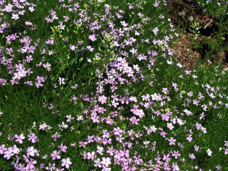 Phlox along the trail