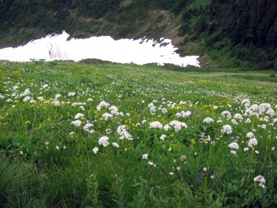 Flowers and snow