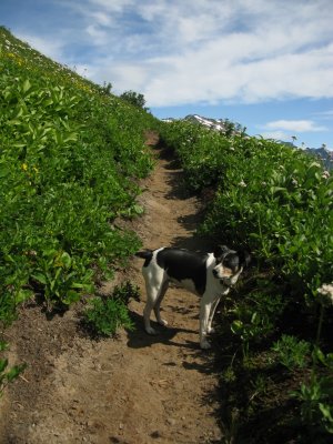 Kelly trail dog